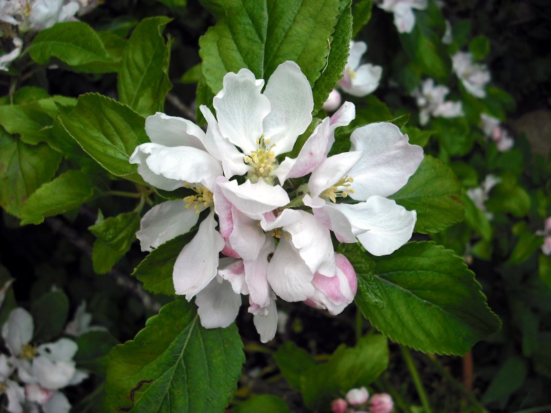 Malus blossoming