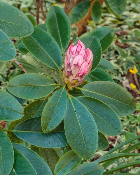 Met dauw bedekte bloemknop van een Rhododendron 01