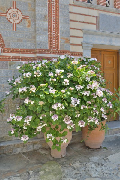 Monastery of Saint George Selinari Crete flowers museum