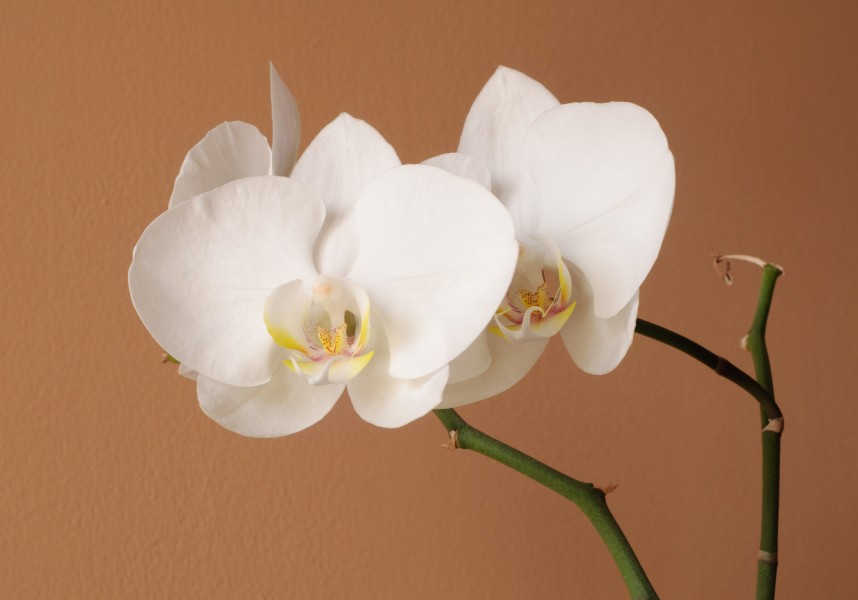 Moth Orchid cultivated