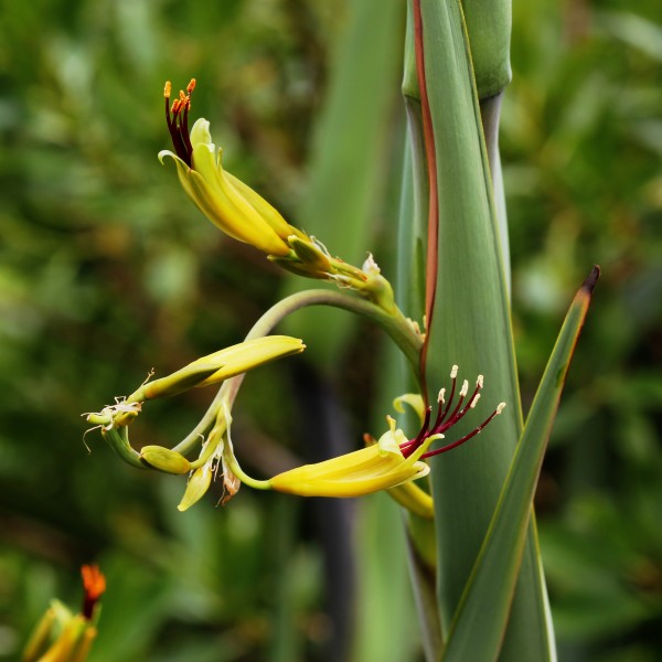 Mountain flax flowers (Phormium cookianum), circling
