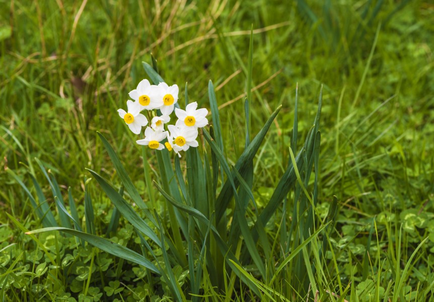 Narcissus tazetta, Agde 01