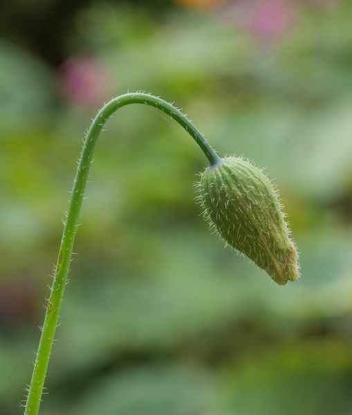 Ontluikende bloemknop van schijnpapaver (Meconopsis cambrica). Vaste plant. Zaait zichzelf uit. Locatie, Tuinreservaat Jonkervallei 03