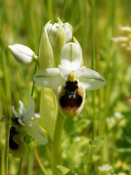 Ophrys neglecta (hypochrome flower)