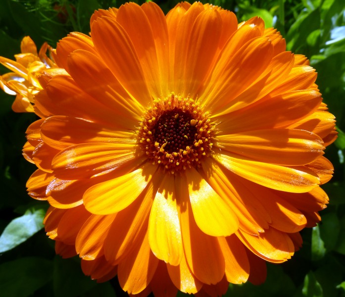 Orange flower (7433774546)