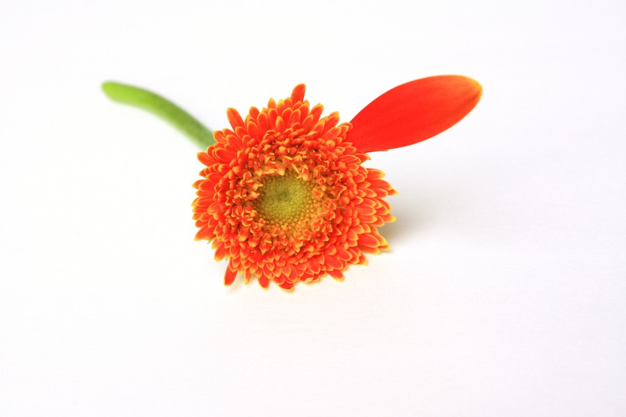 Orange Gerber Daisy With Lonely Single Petal (3332888671)