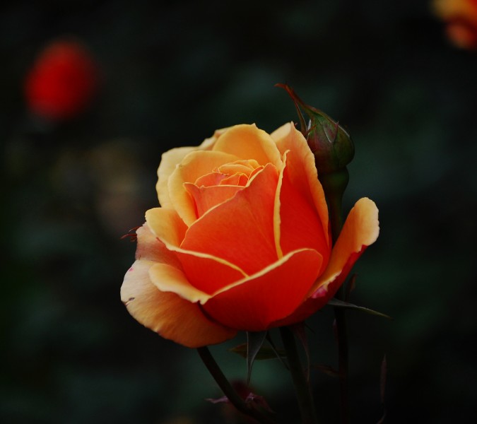 Orange Rose2