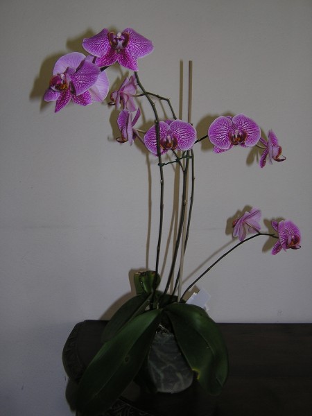Orchidaceae.40250