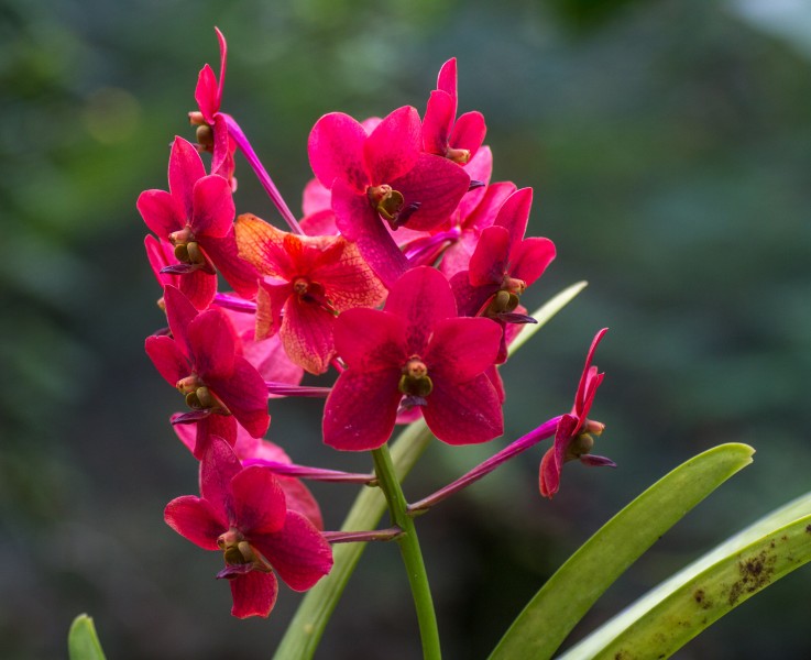 Orchids. Garden of the sleeping giant, Fiji 04
