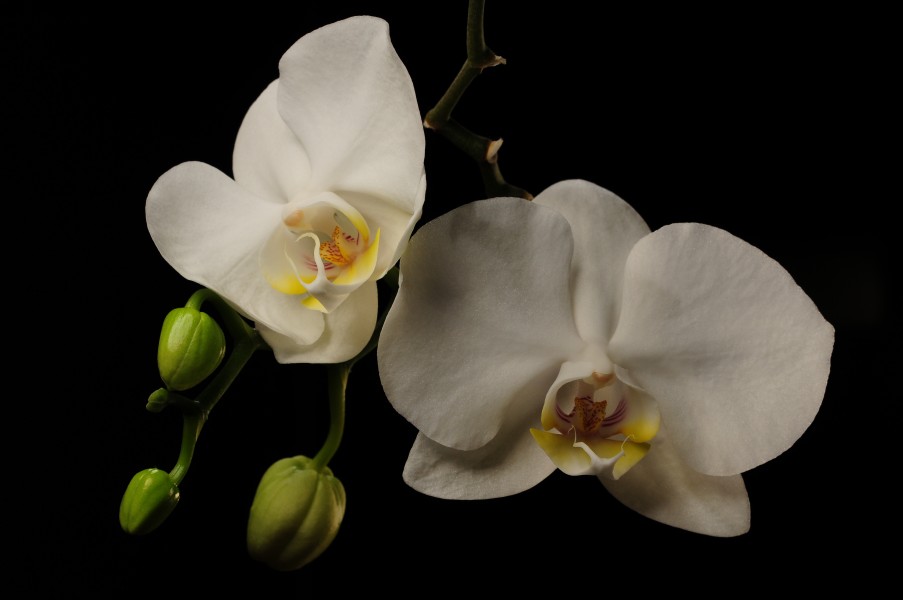 Orchids in buds and in flower