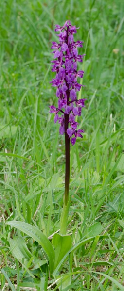 Orchis-mascula-Pflanze-3