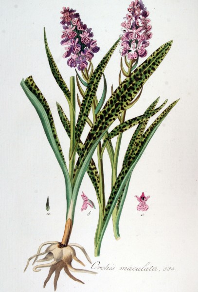Orchis maculata — Flora Batava — Volume v7