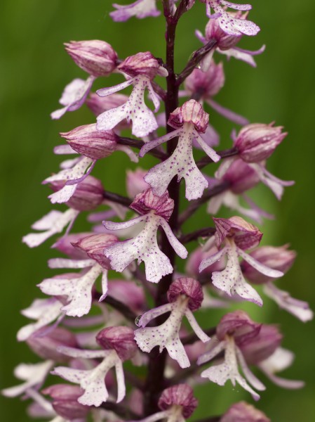 Orchis x hybrida LC0354