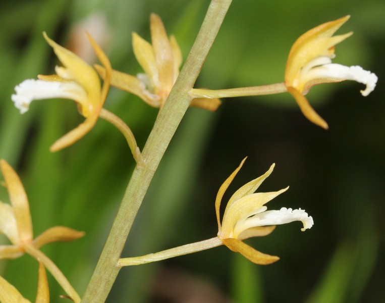 Oreorchis patens (flower s8)