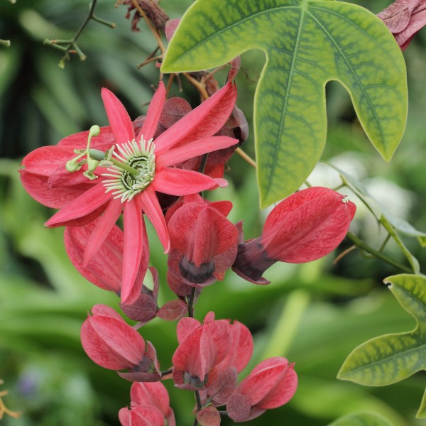 Passiflora racemosa-IMG 6165