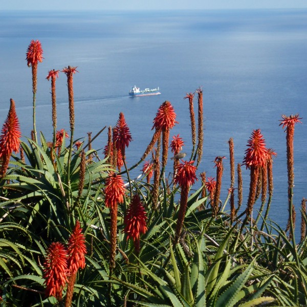 Pico do Facho, Machico, Madeira - 2013-01-11 - 86138946