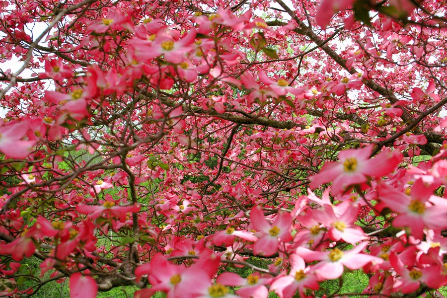 Pink-Dogwood-Flowers - West Virginia - ForestWander