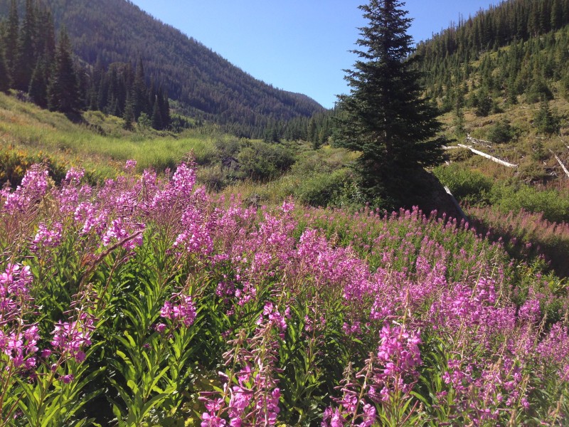 Pink-purple wildflowers and subalpine fir trees near the Jarbidge River in the upper Jarbidge River Canyon on August 9th 2013