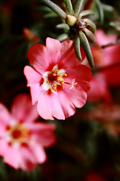 Pink Potuluca in Uniworld Garden - Flickr - Swami Stream