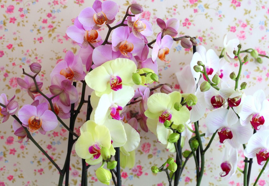 pink, yellow and white orchids, photo 1