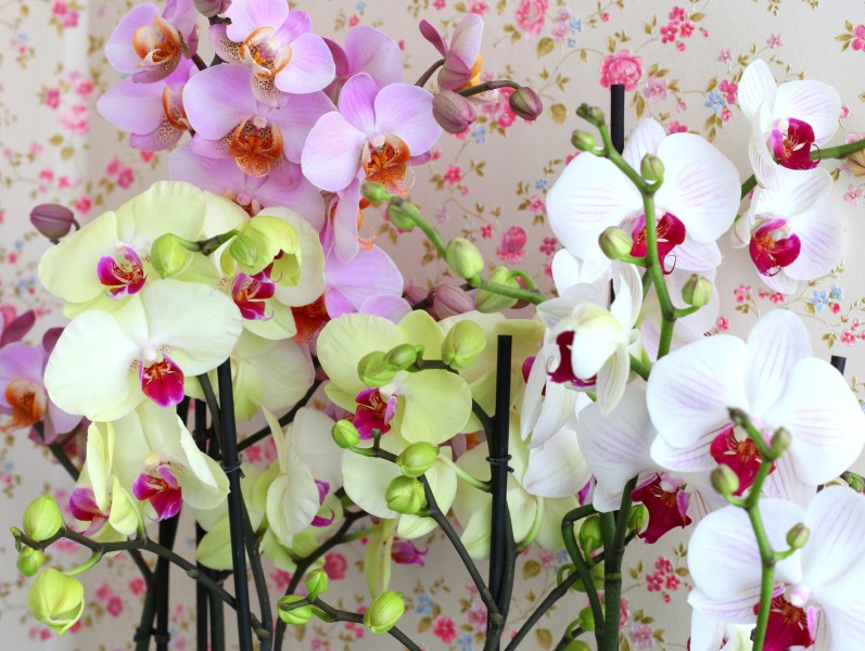 pink, yellow and white orchids, photo 2