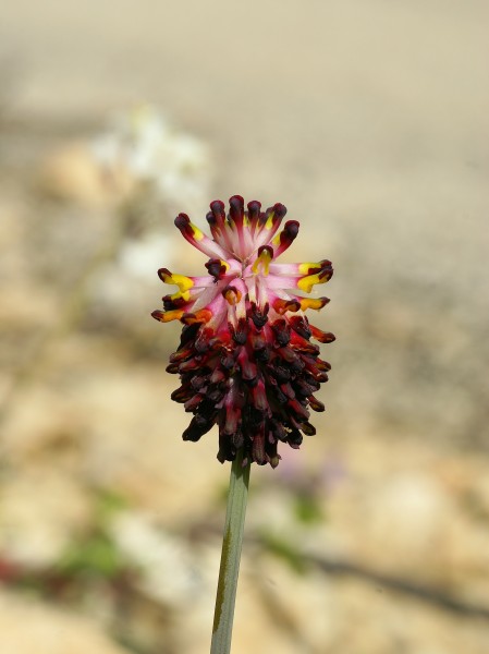 Platycapnos tenuiloba (flowers)