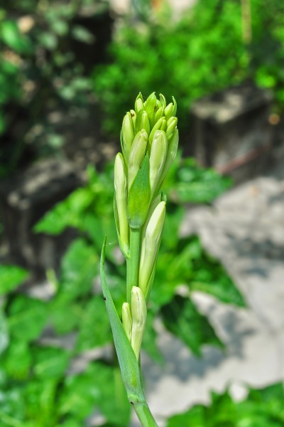 Polianthes tuberosa 18072014