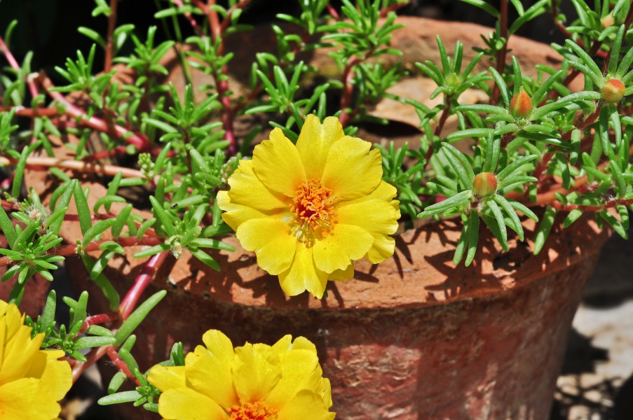Portulaca grandiflora, Burdwan, 30032014 (9)