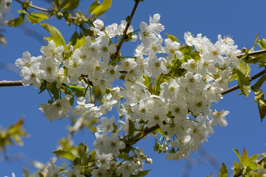 Prunus avium subsp. duracina Blüten 20150423 03