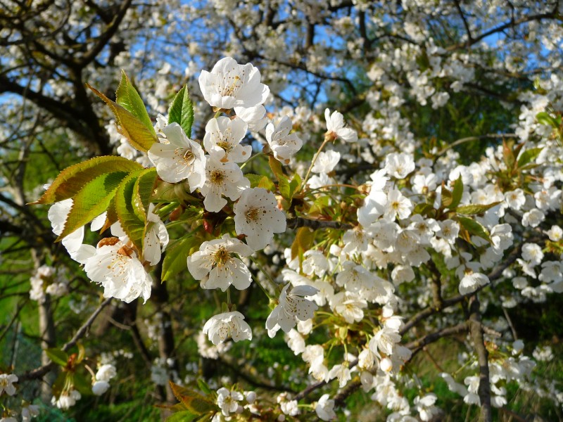 Prunus Blüten