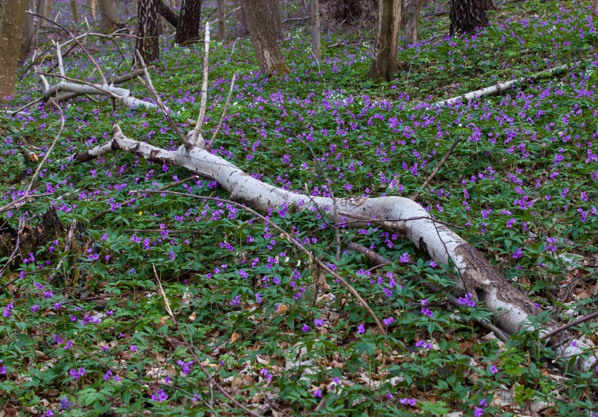 purple flowers in a forest in Lviv region of Ukraine in March 2014, picture 2/4