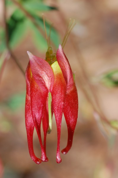 Red Columbine Aquilegia canadensis 'Canyon Vista' Flower 2000px