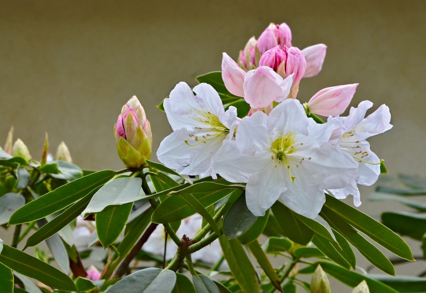 Rhododendron 3 FR 2014