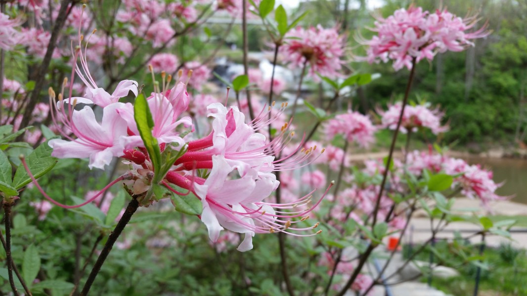 Rhododendron Canescens Closeup