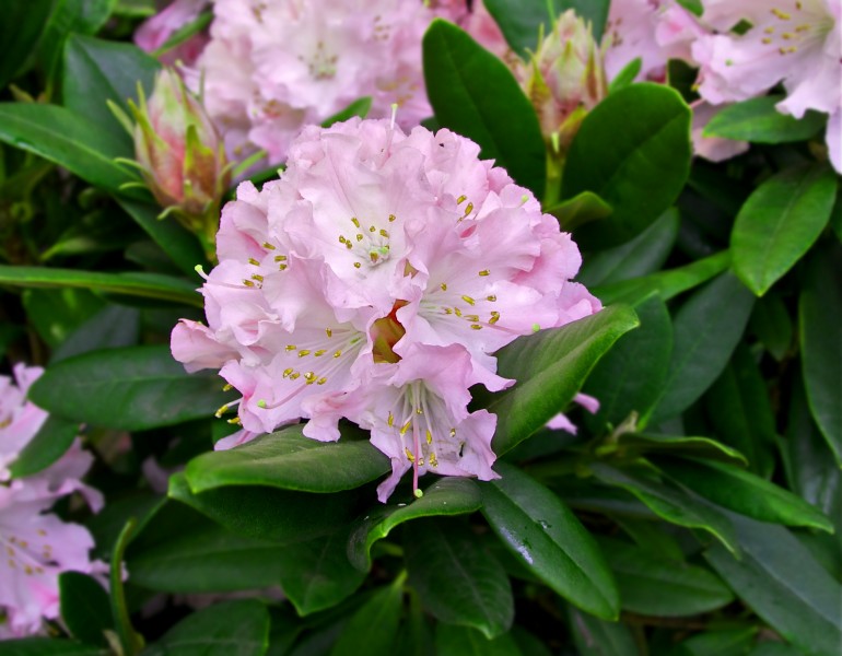 Rhododendron cultivar pink