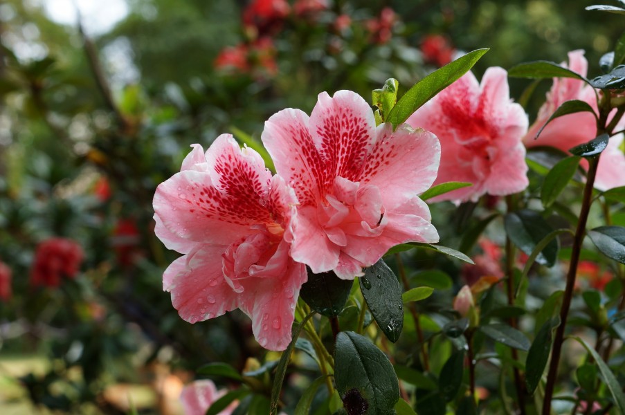 Rhododendron simsii 01