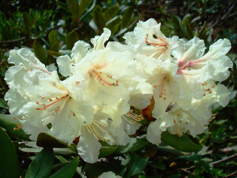 Rhododendron Sochi