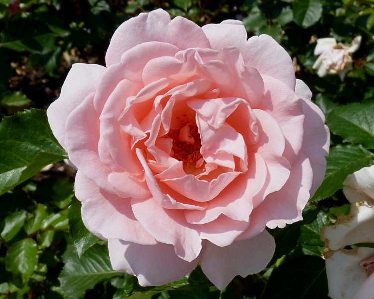 Rosa 'L'aimant' J1