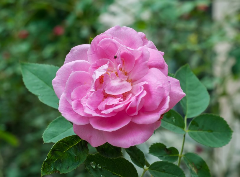 Rosa × centifolia 21072014 (1)