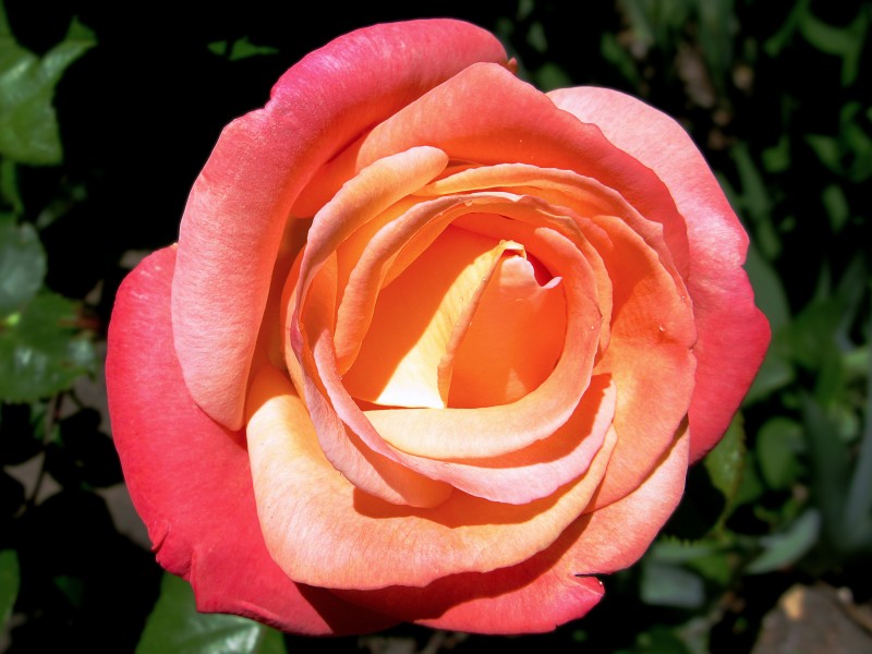 Rosa dos tonos (17392620022)