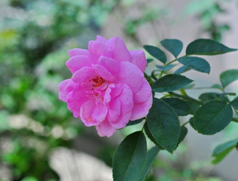 Rosa indica - 20120730