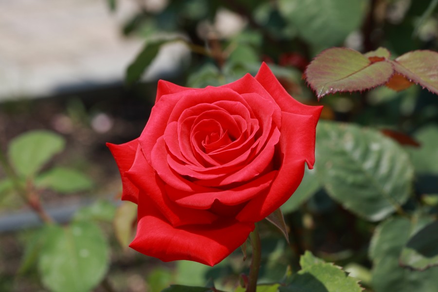 Rosa Kardinal