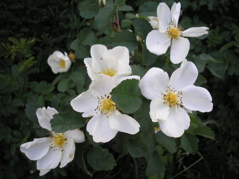 Rosa spinosissima inflorescence (70)