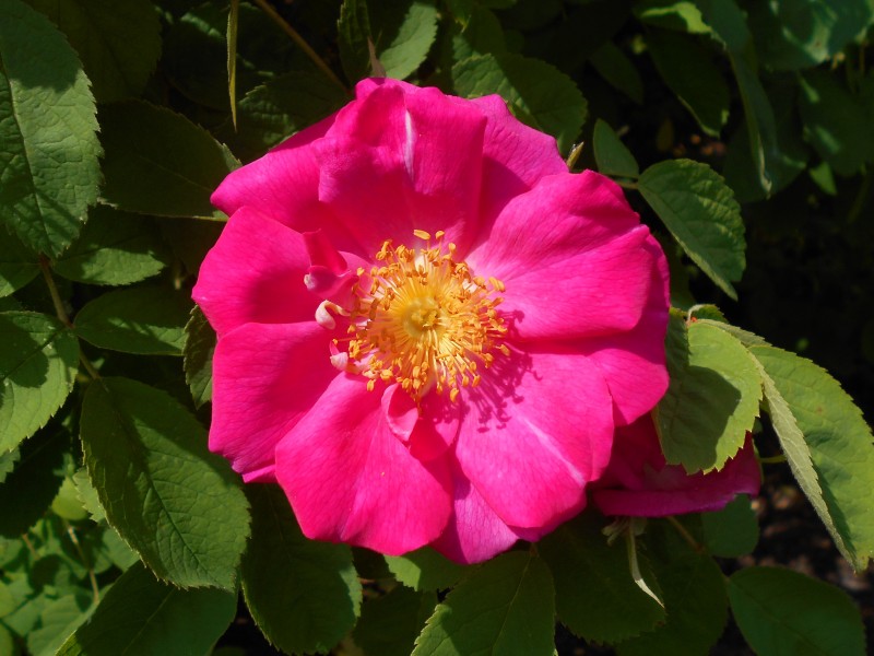 Rosa The Portland Rose 2017-05-31 1853