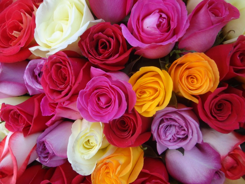Rosas Multicolores