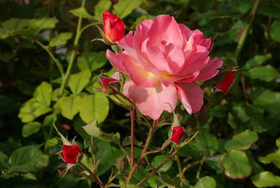 Rose 3 FR 2012