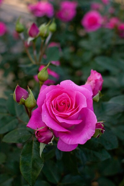 Rose, Urara - Flickr - nekonomania (11)