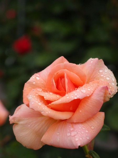 Rose,バラ, (17496389464)