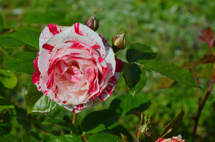 Rose FR 2014