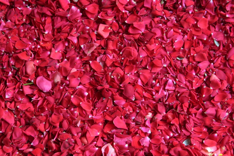 Rose petals for pookkalam 2